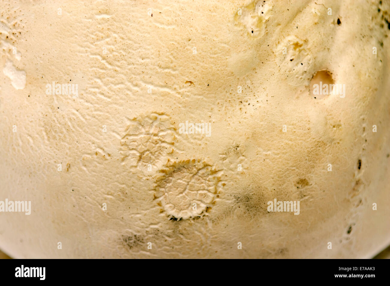 A close up deatil of a freshly picked puffball. Stock Photo