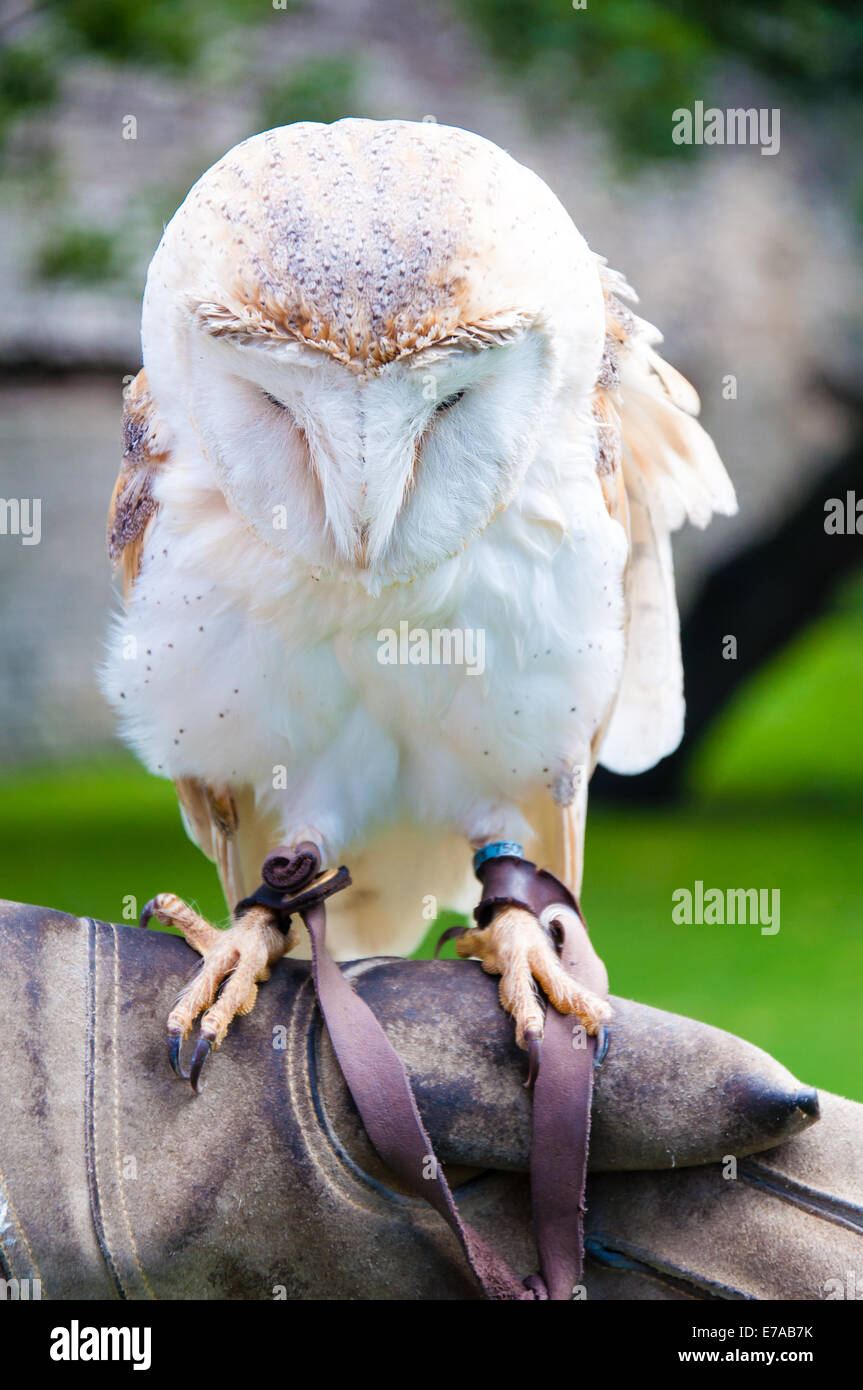 Barn owl bird predator stare head face hi-res stock photography and