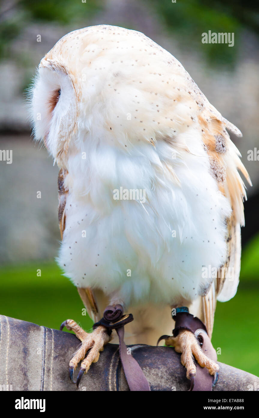 View of Barn owl sitting on falconer glove Stock Photo - Alamy