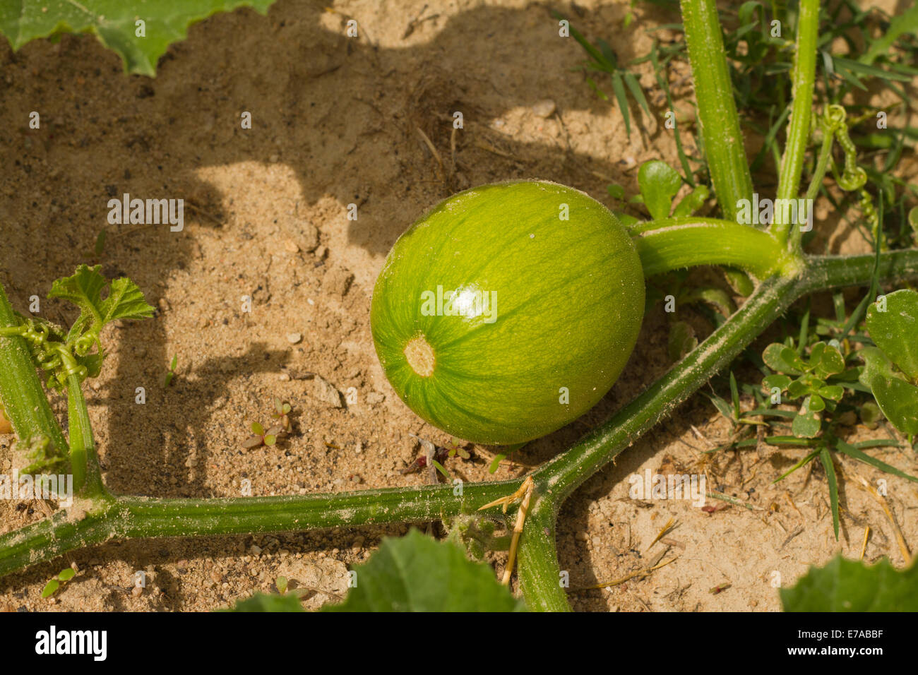 Pumpkin plant with green pumpkin Stock Photo Alamy