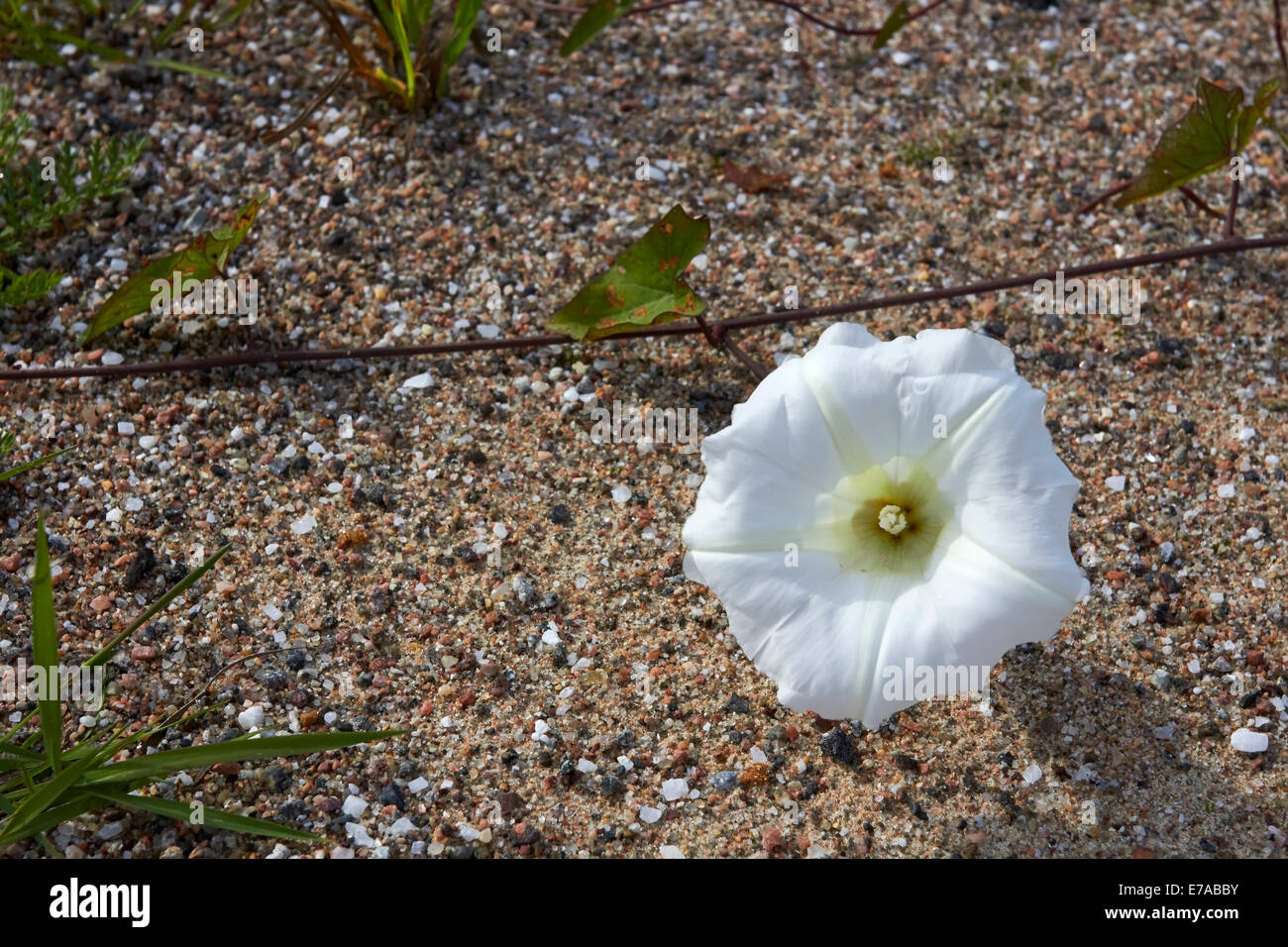 Calystegia sepium subsp. sepium, Hedge bindweed flower Stock Photo