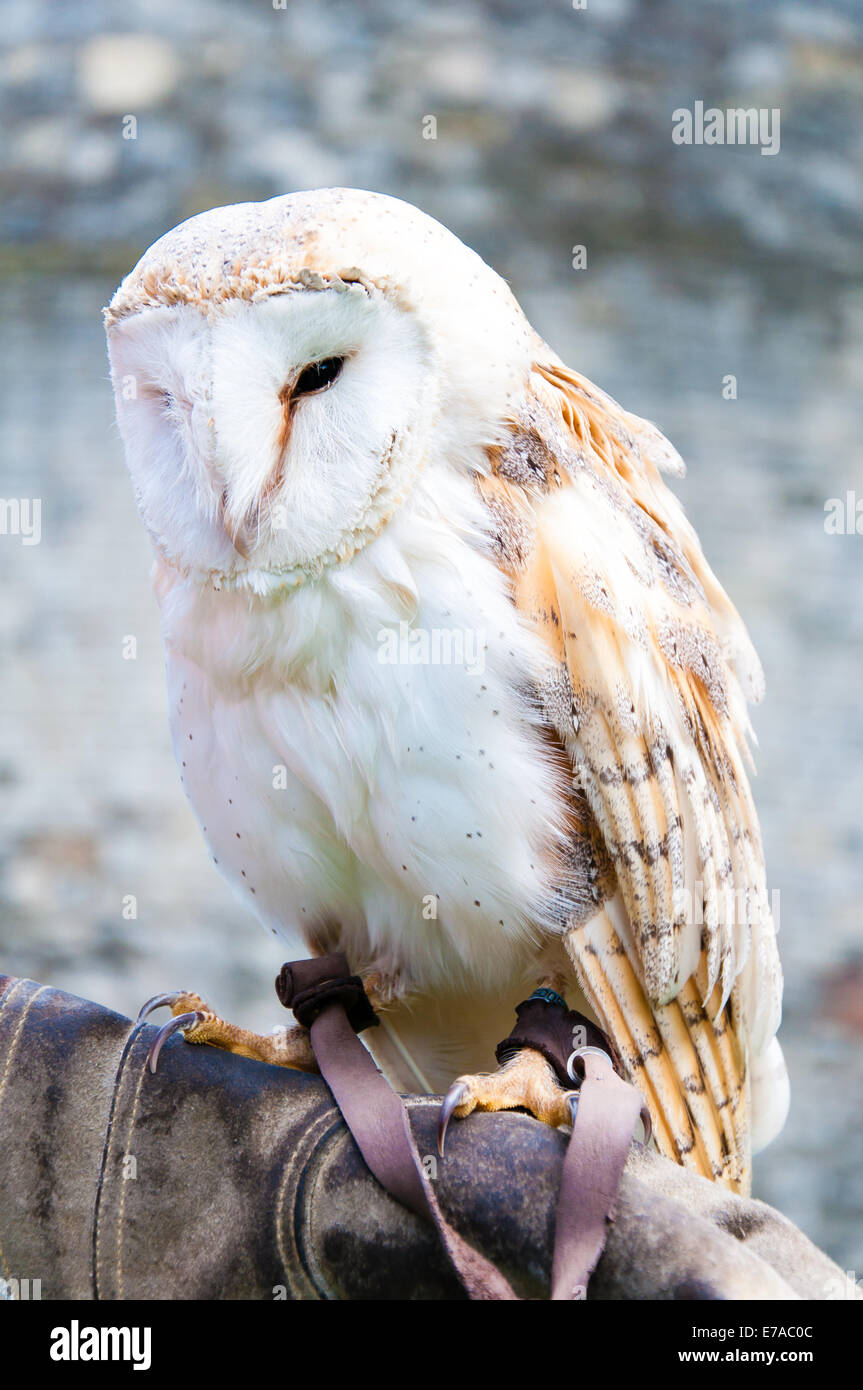 View of Barn owl sitting on falconer glove Stock Photo - Alamy