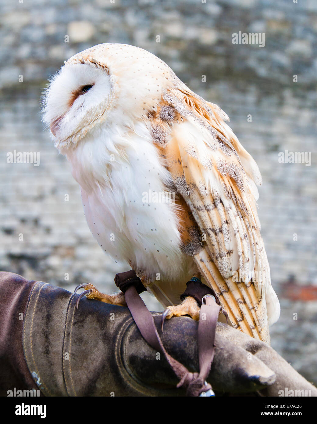 View of Barn owl sitting on falconer glove Stock Photo - Alamy