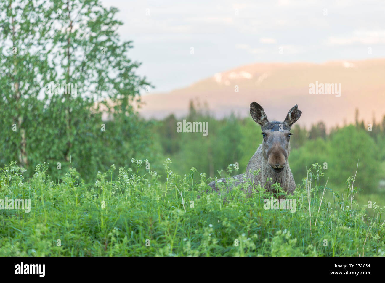 This is Kamajokk in summer. Still full of water melting from the snow of  the mountaintops nearby in the national parks Stock Photo - Alamy