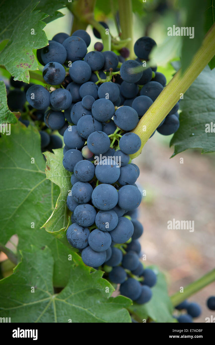 Grapes on the vine yards in Mayschoss in the Ahr region Stock Photo