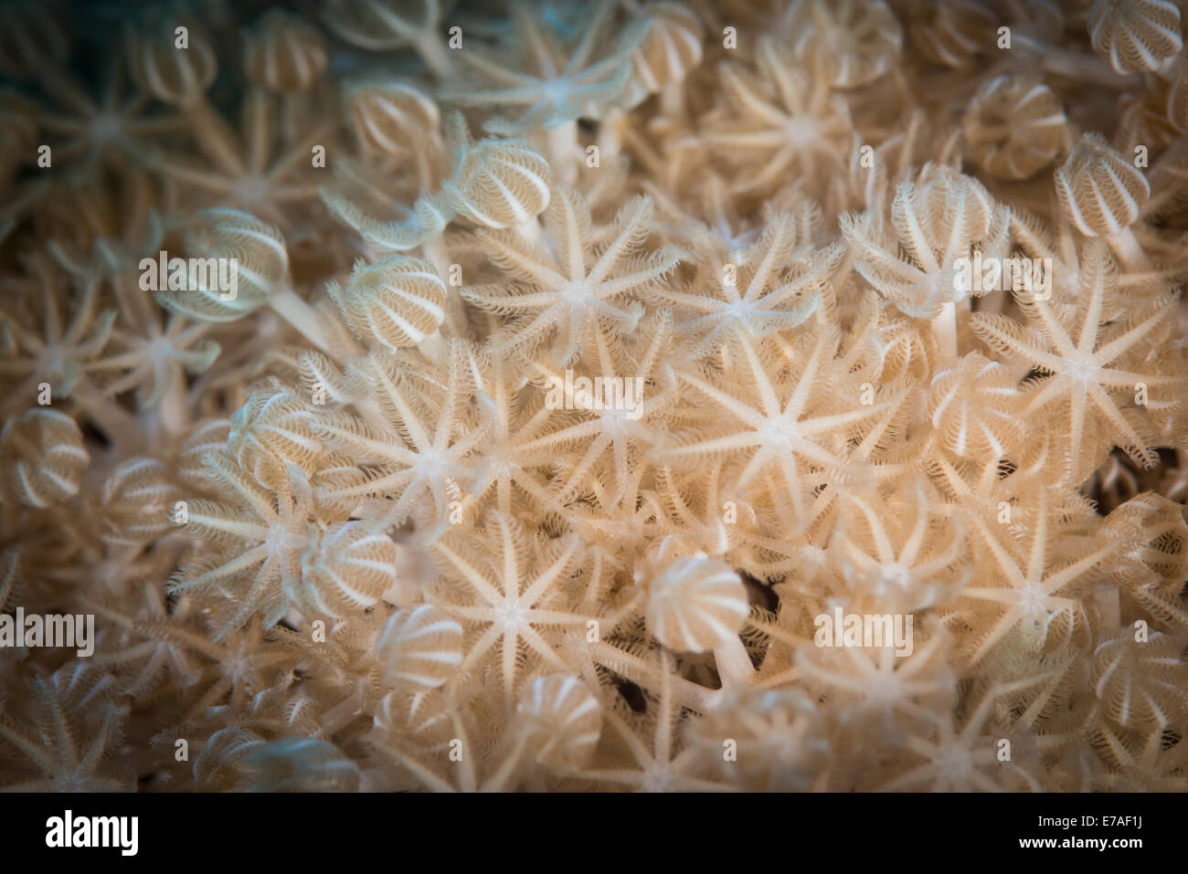Coral polyps open and feeding on the St John's Dangerous Reef, Red Sea, Egypt Stock Photo