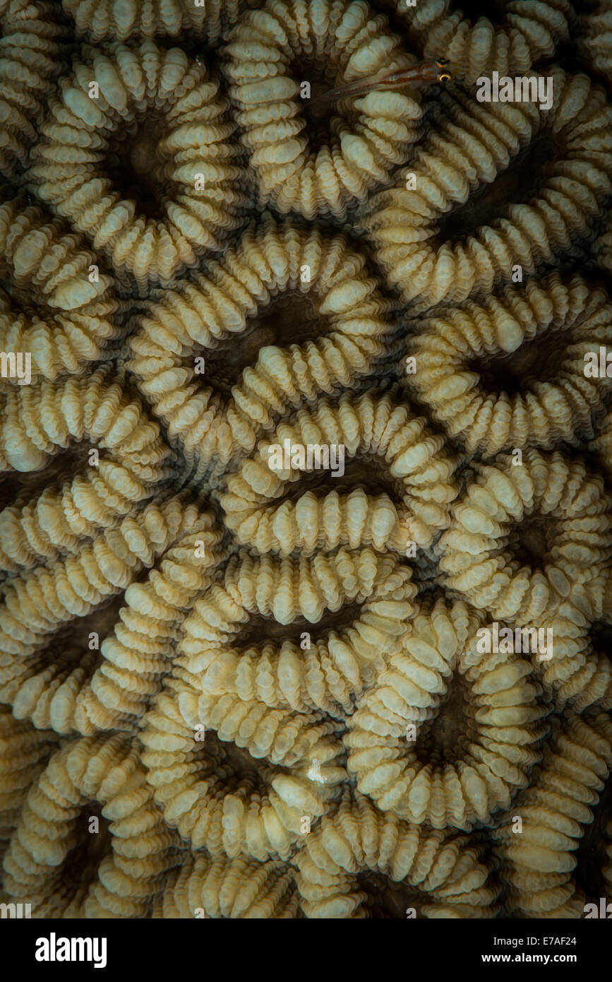 Elliptical star coral (Dichocoenia stokesi)  Red Sea, Egypt Stock Photo