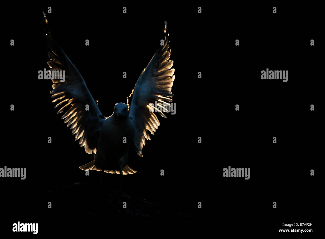 Herring gull (Larus argentatus) standing on rock with wings open and back light. Stock Photo