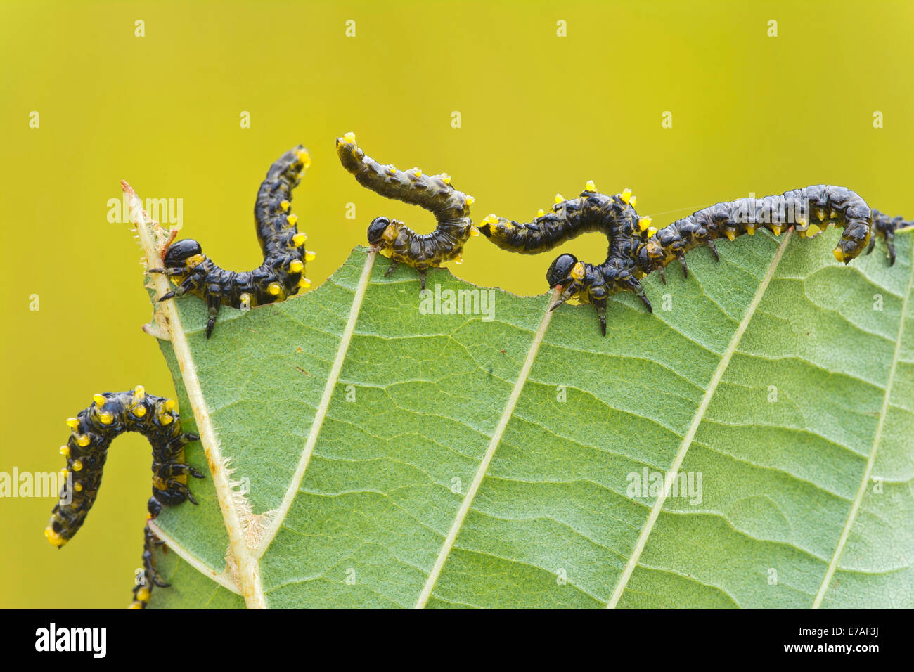 Larvae of the birch sawfly (Craesus latipes), Burgenland, Austria Stock ...