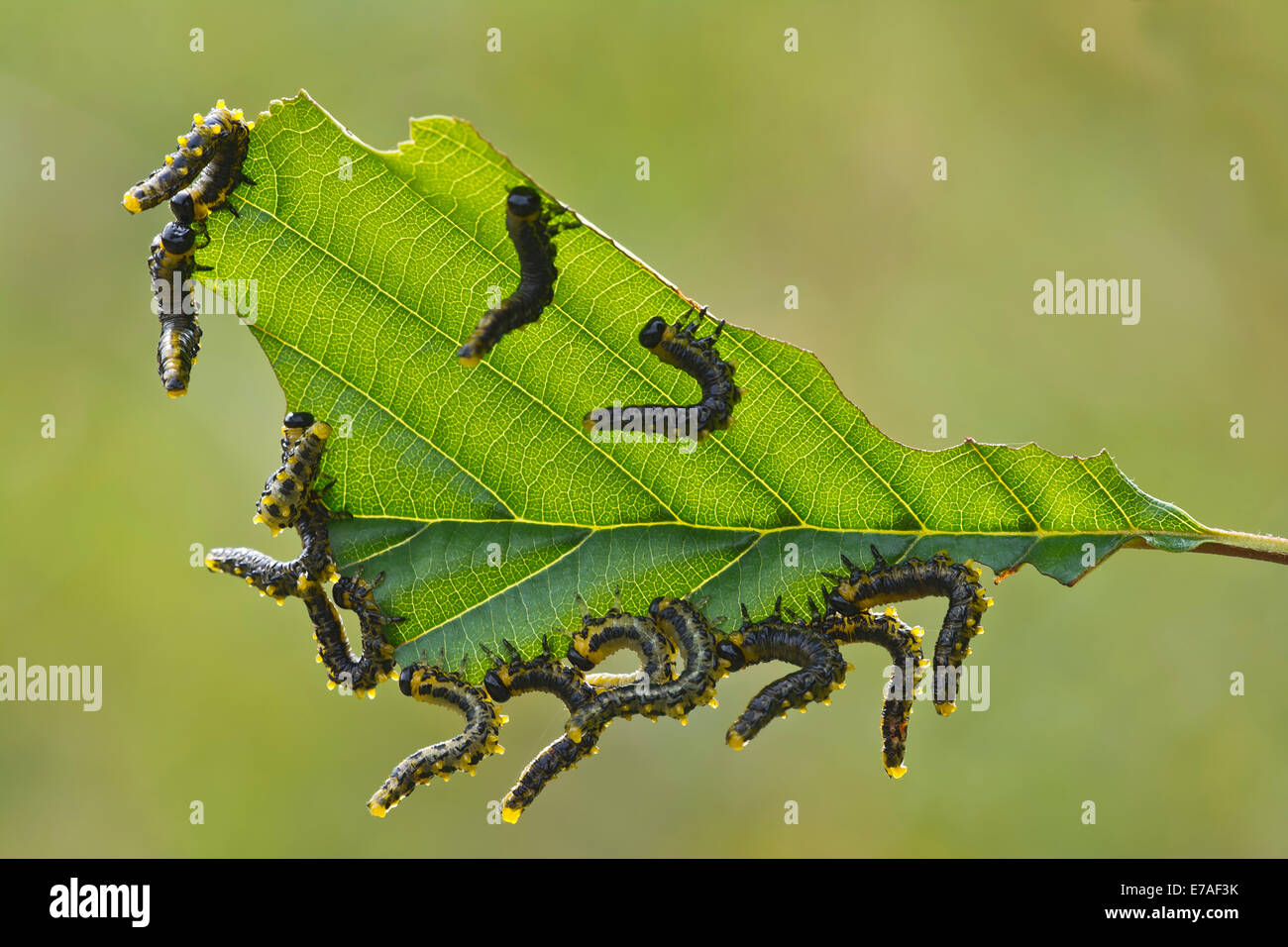 Larvae of the birch sawfly (Craesus latipes), Burgenland, Austria Stock ...
