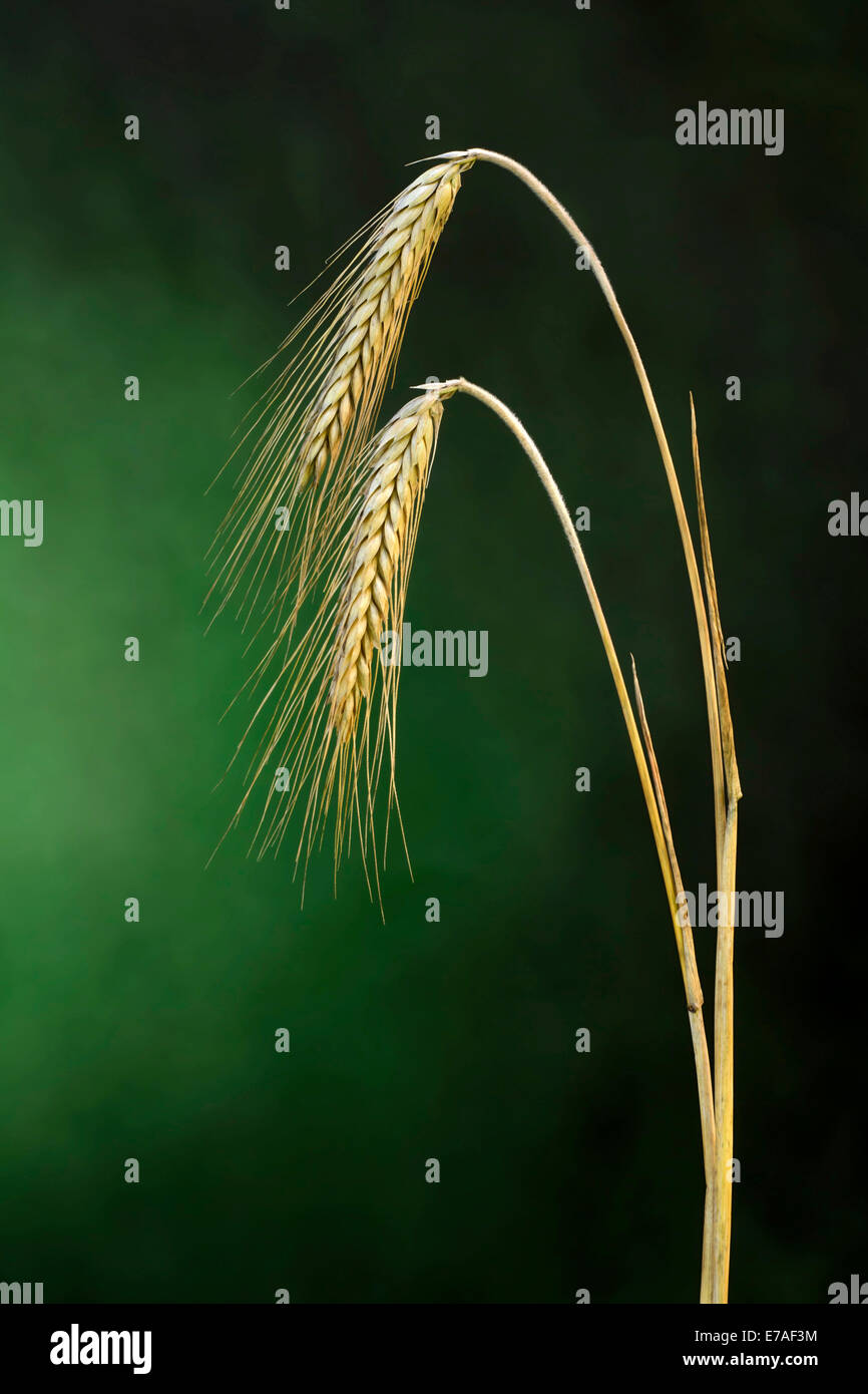 Barley (Hordeum vulgare), Tyrol, Austria Stock Photo