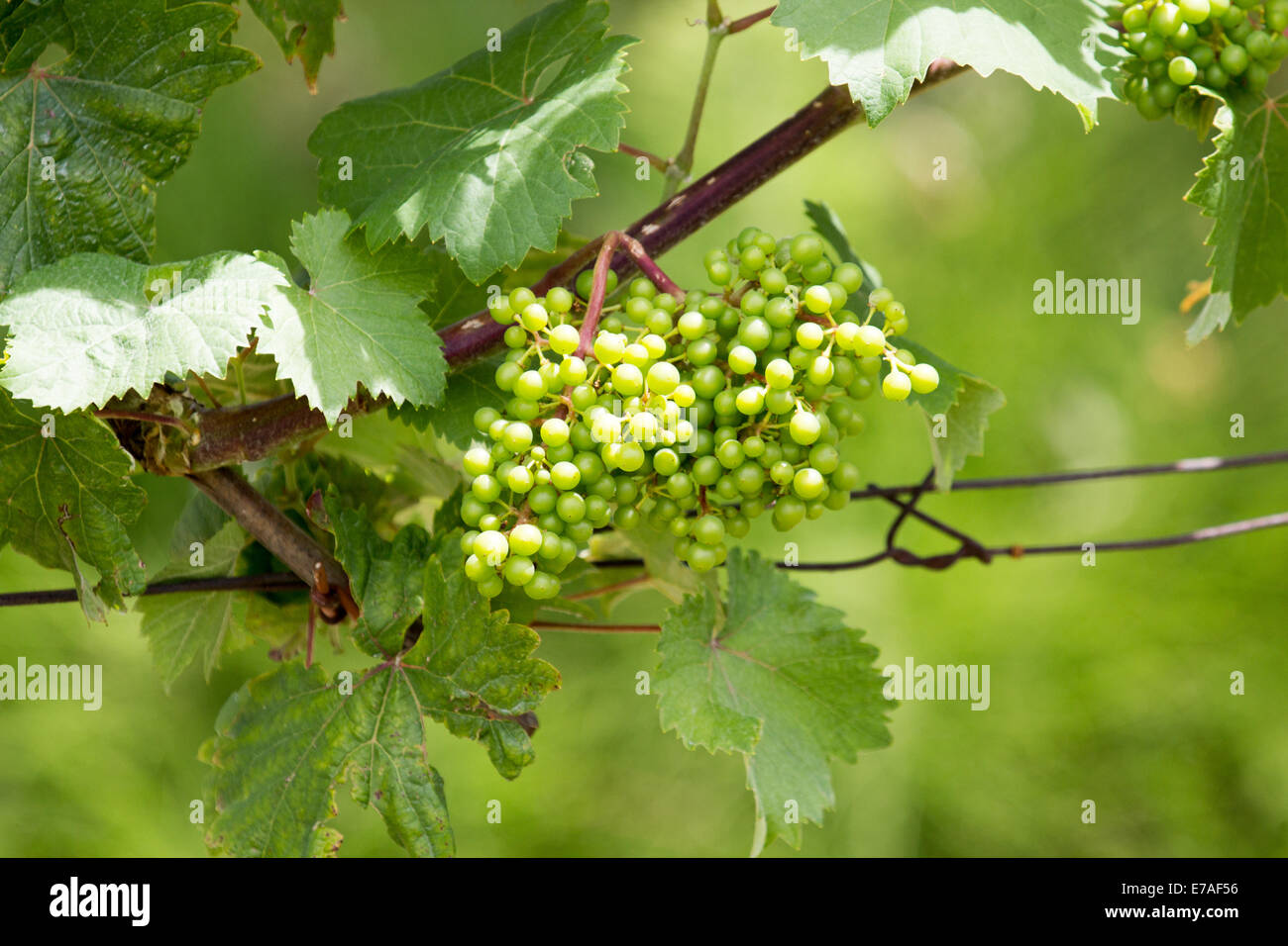 Green grapes on vine Stock Photo Alamy