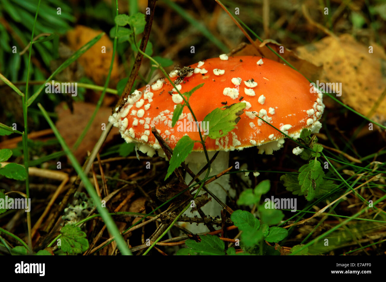 Amanita muscaria, commonly known as the fly agaric or fly amanita, is a mushroom and psychoactive basidiomycete fungus. Stock Photo