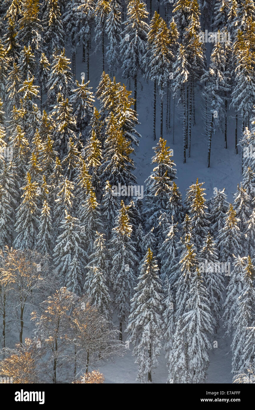 Coniferous forest in winter, aerial view, Altastenberg, Winterberg, Hochsauerland, North Rhine-Westphalia, Germany Stock Photo