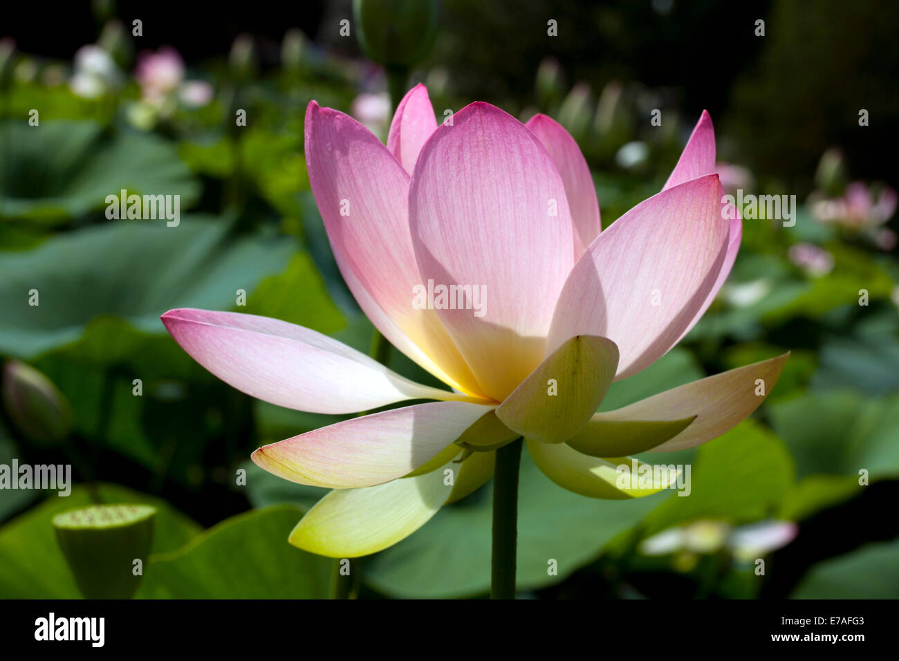 Indian Lotus (Nelumbo nucifera) flower, Arboretum Baumpark Ellerhoop, Schleswig-Holstein, Germany Stock Photo