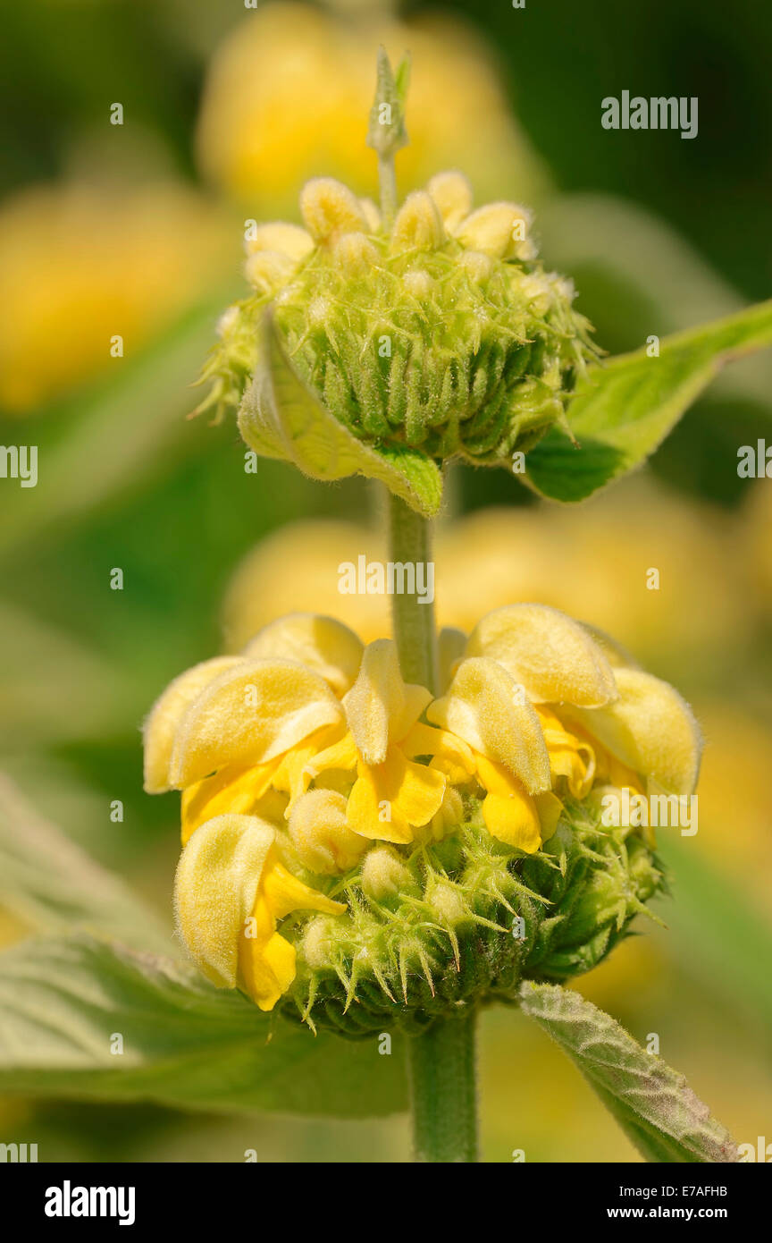 Jerusalem sage (Phlomis liana), blossoms, native to Turkey Stock Photo