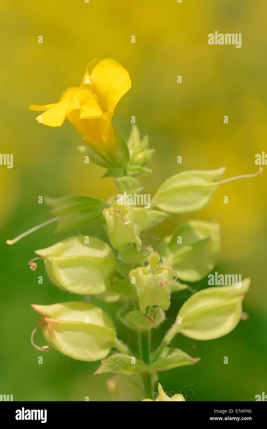 Common MonkeyFlower (Mimulus guttatus), blossom, native to North