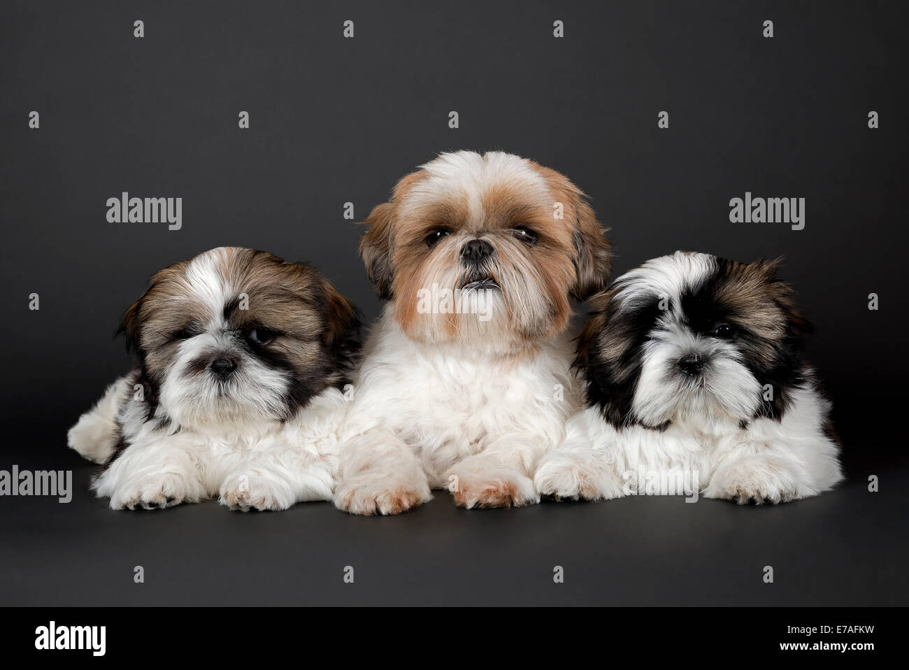 Shih Tzu puppies, 10 weeks, colour gold white Stock Photo