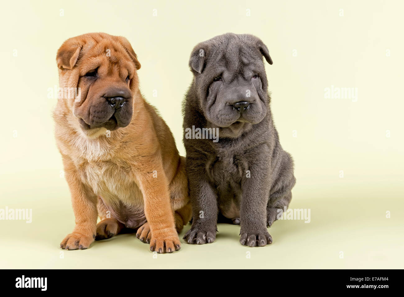 Shar Pei puppies, 8 weeks, male, colours red and blue Stock Photo