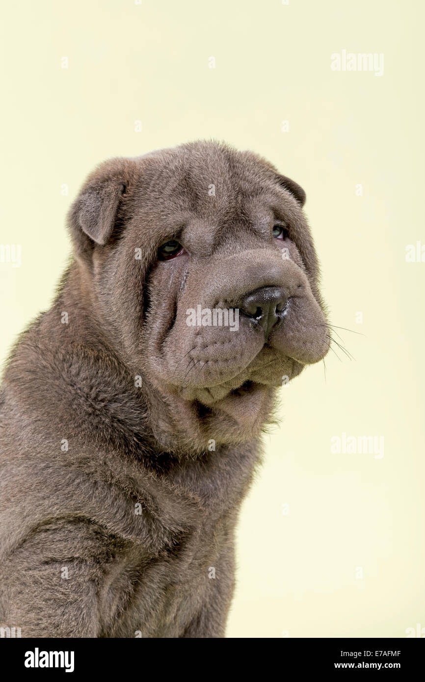 Shar Pei puppy, 8 weeks, male, colour blue Stock Photo