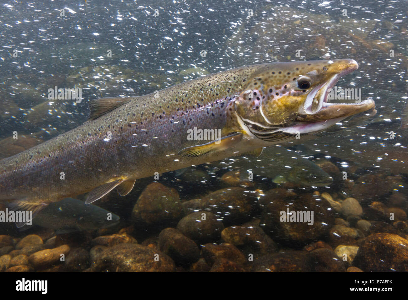 Sea Trout (Salmo trutta trutta) on the way to the spawning, Sogn og Fjordane, Norway Stock Photo