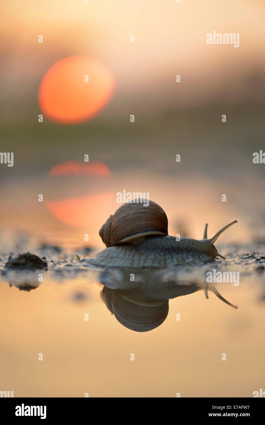 Burgundy Snail (Helix pomatia), crawling between puddles in front of the setting sun, Thuringia, Germany Stock Photo