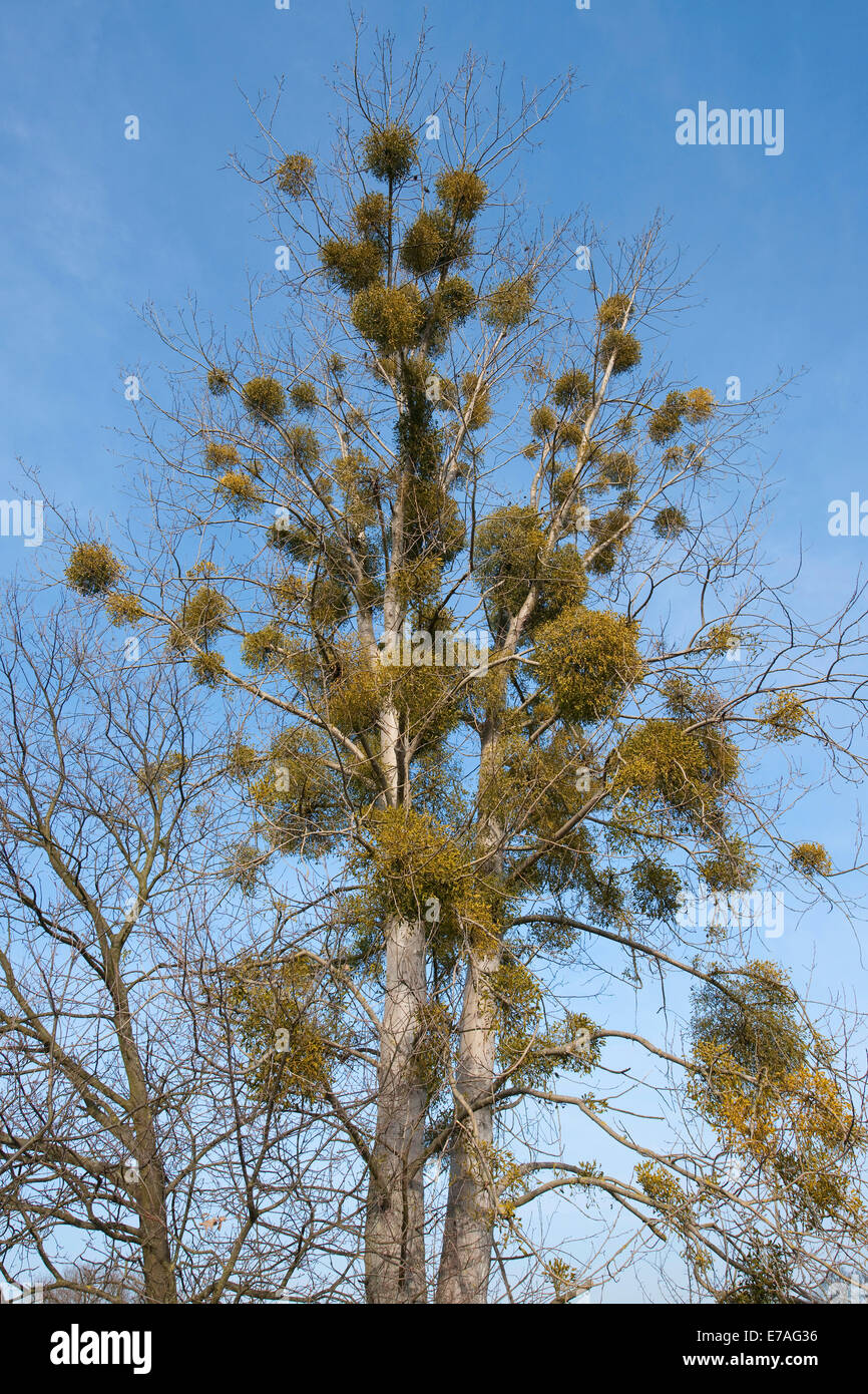 European Mistletoe or Common Mistletoe (Viscum album) growing on a Poplar tree (Populus sp), Saxony-Anhalt, Germany Stock Photo