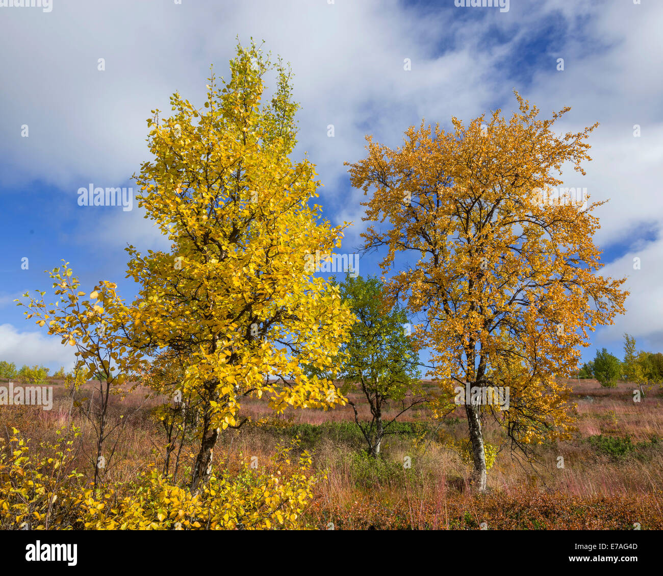 Autumn coloured Birch trees, Vindelfjällen, Västerbotten County, Sweden Stock Photo