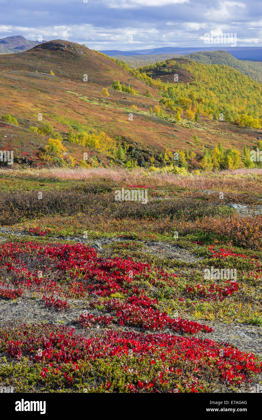 Vegetation in autumn colours, Vindelfjällen, Västerbotten County, Sweden Stock Photo