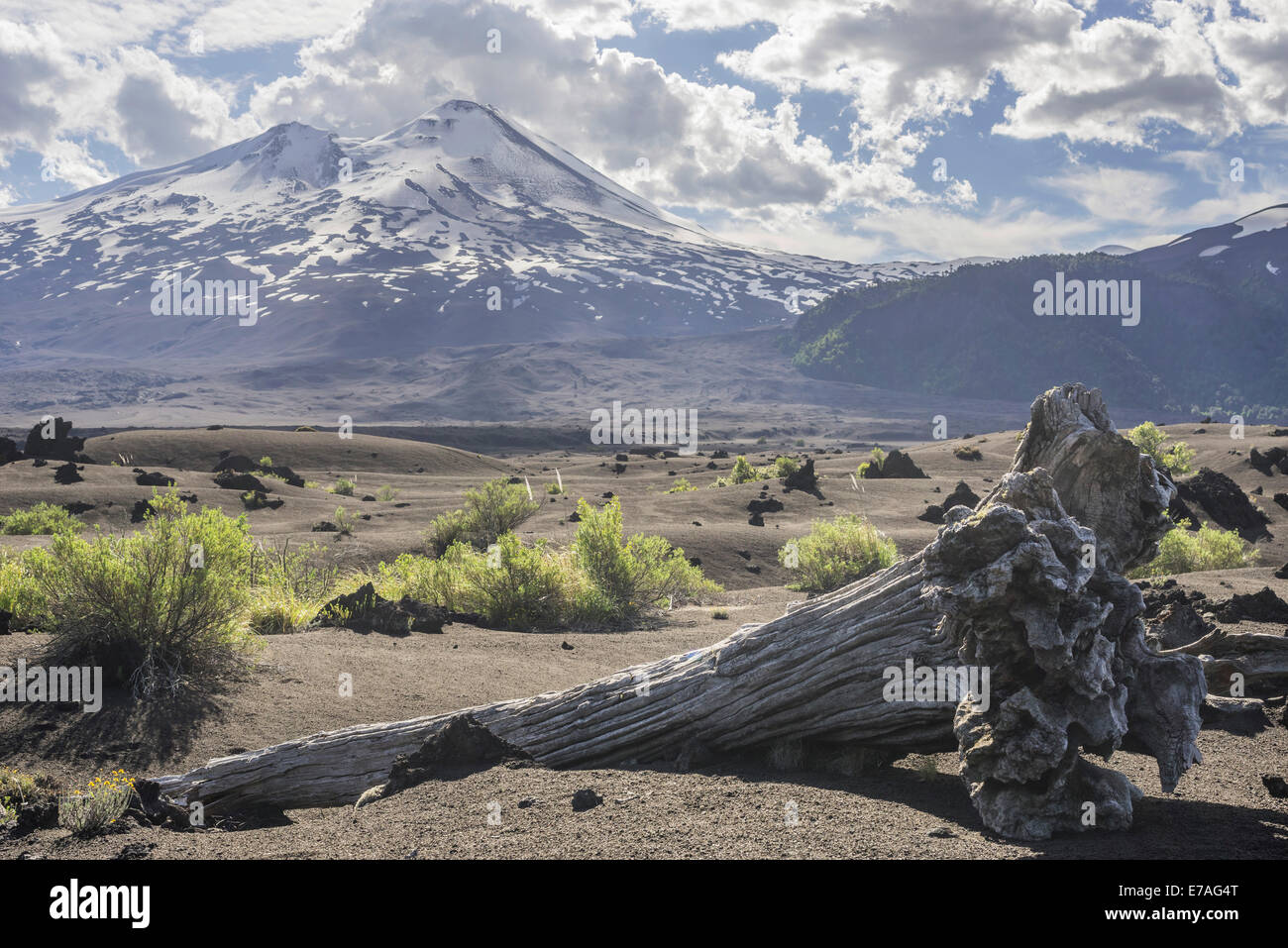 Dead tree and Llaima volcano, Conguillío National Park, Melipeuco, Región de la Araucanía, Chile Stock Photo