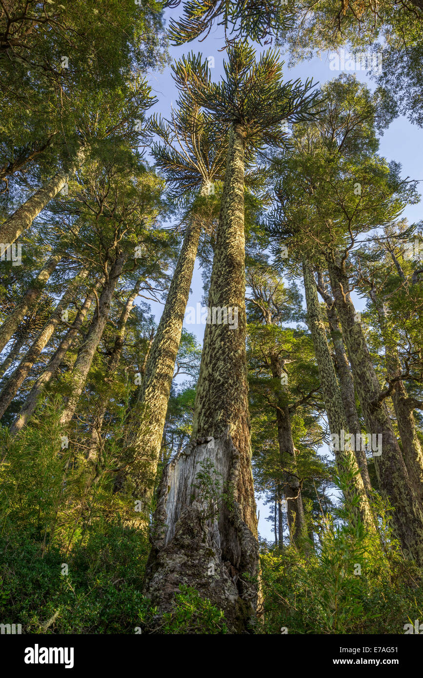Trees, Laguna Captrén, Conguillío National Park, Melipeuco, Región de la Araucanía, Chile Stock Photo