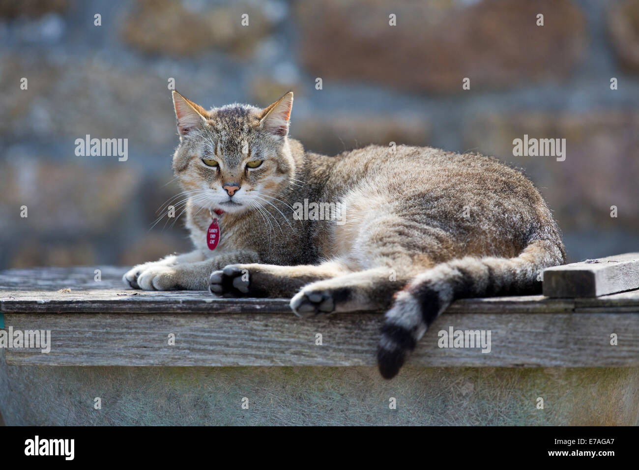 Land's End Cat; Cornwall; UK Stock Photo