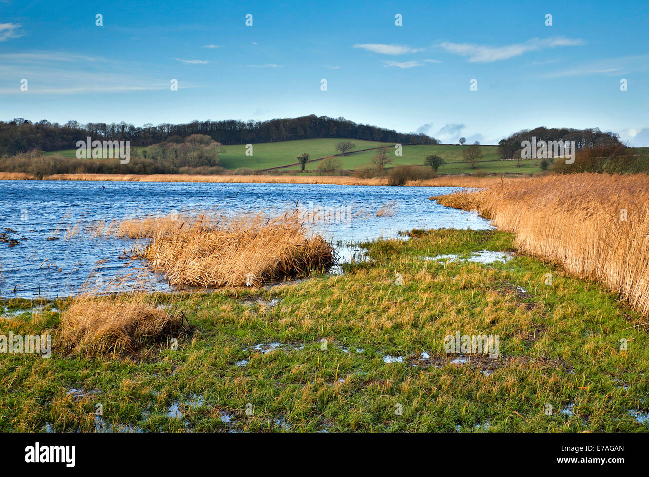 Leighton moss hide hi-res stock photography and images - Alamy