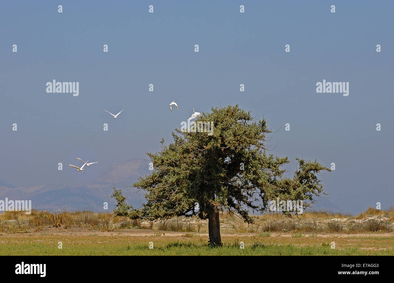 Solitary Juniper tree (Juniperus sp.), flamingos in flight, Tigaki, Kos, Greece Stock Photo