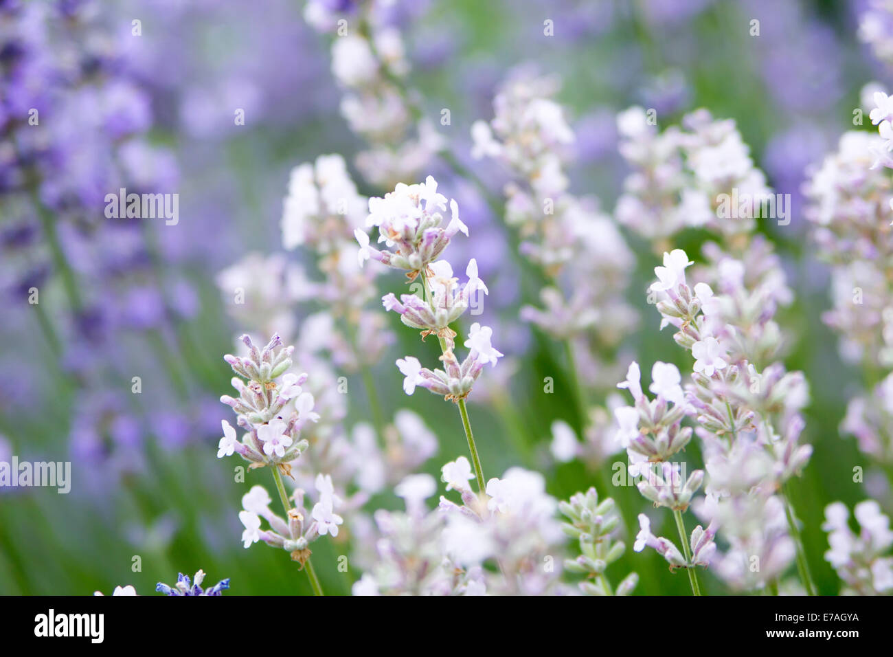 white and purple lavender flowers in the summer Stock Photo