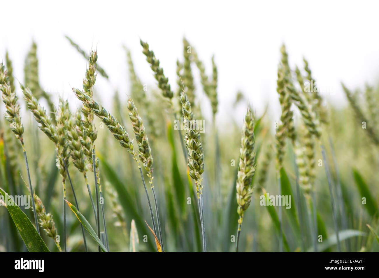 green wheat ears Stock Photo