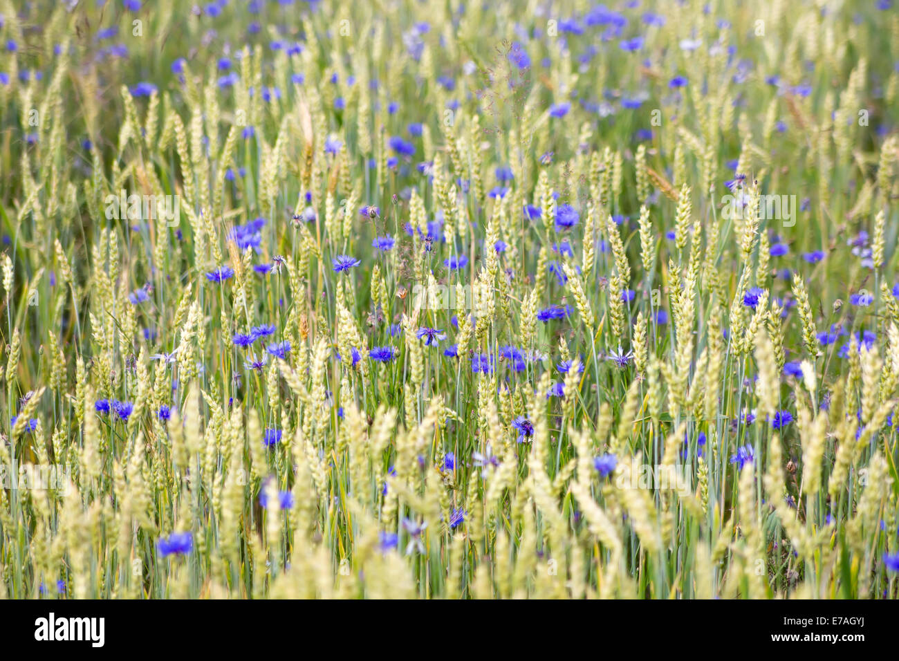 yellow wheat field with bluebottle flowers Stock Photo