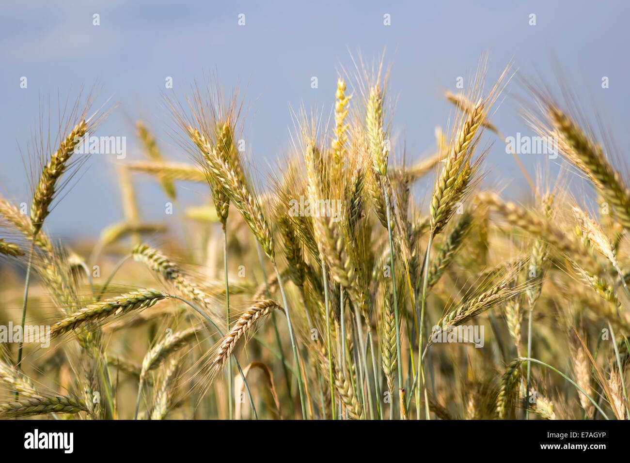 yellow wheat field Stock Photo