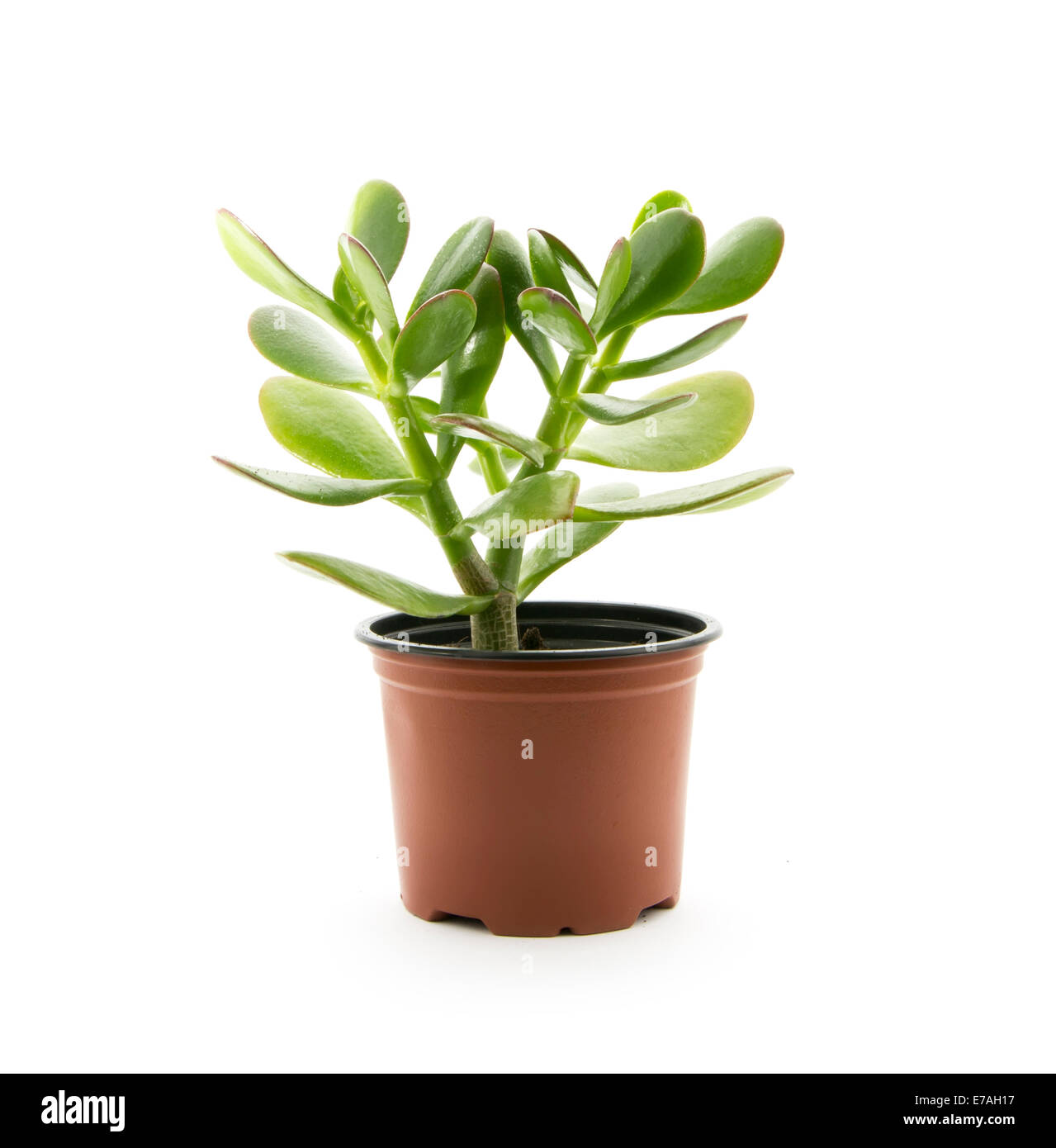 crassula ovata or jade plant in flowerpot isolated on white background Stock Photo