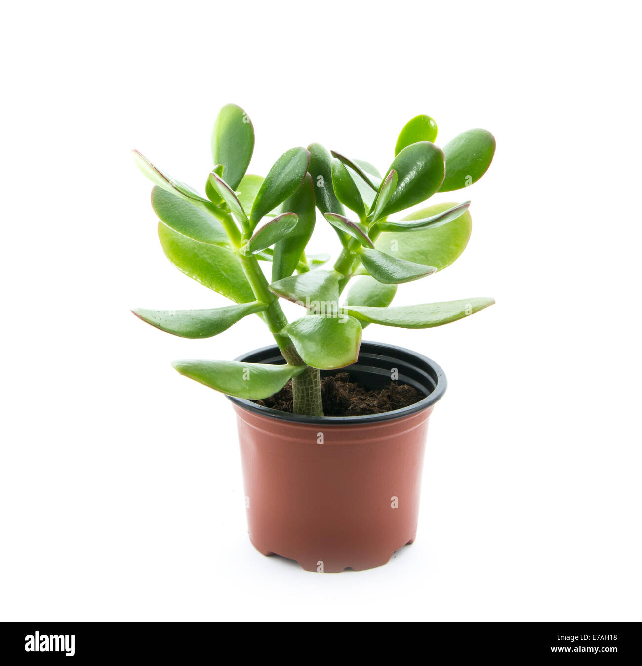 crassula ovata or jade plant in flowerpot isolated on white background Stock Photo