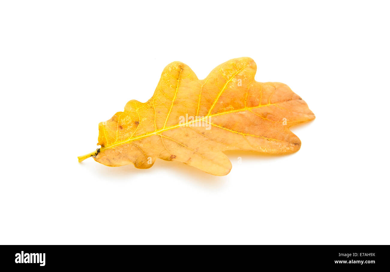 oak autumn leaf isolated on white background Stock Photo - Alamy