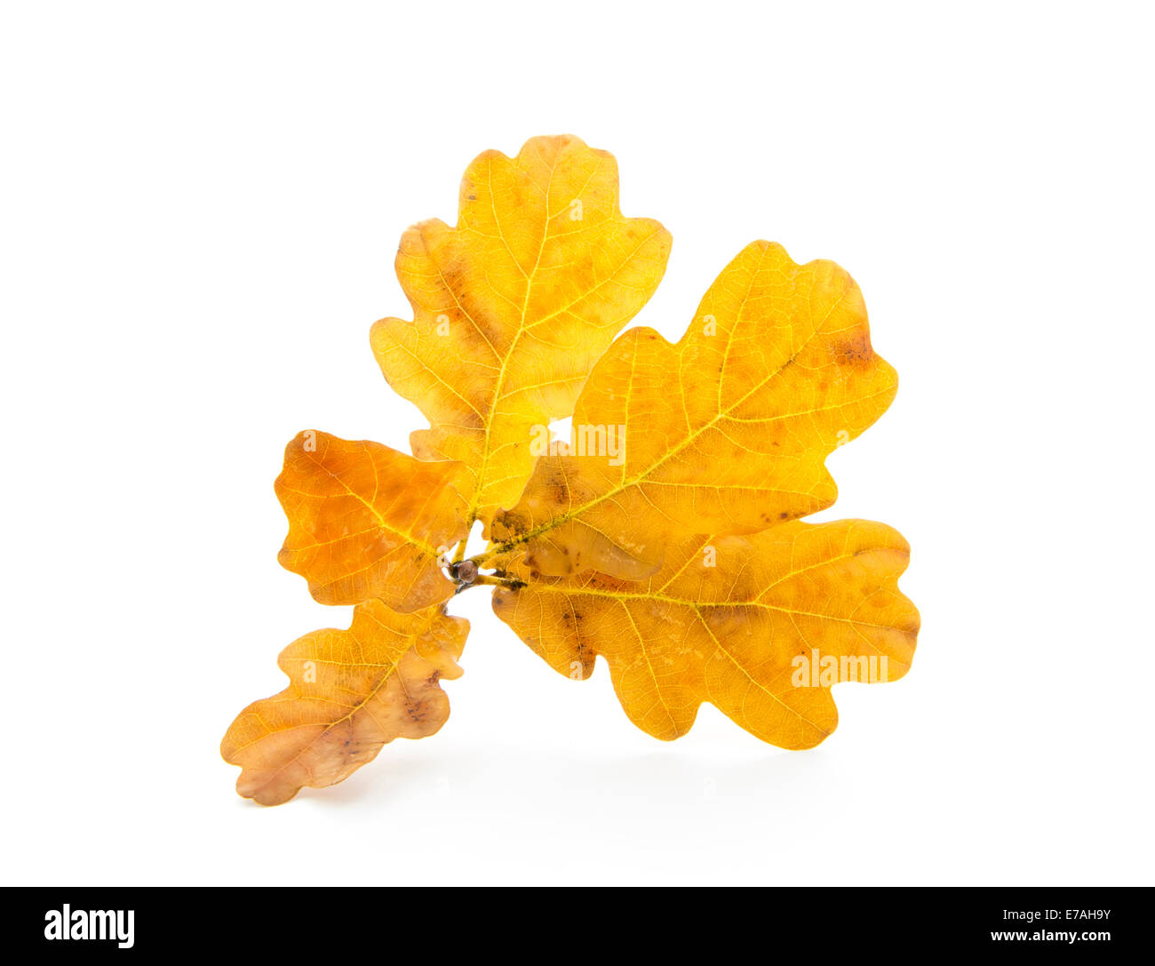 oak autumn leaves isolated on white background Stock Photo