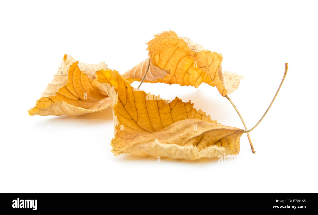 autumn leaves isolated on white background Stock Photo