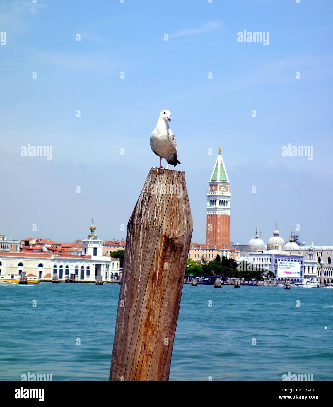 Seagull and San Marco Campanile in Venice Stock Photo