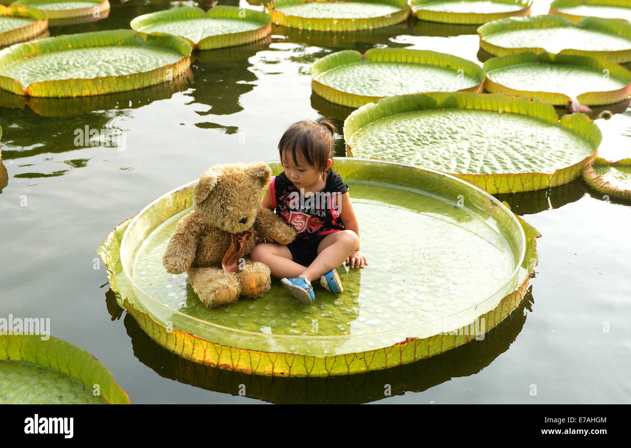 Taipei's Taiwan. 11th Sep, 2014. A little girl rests on a giant leaf of a Victoria during an aquatic plants exhibition at the Shuangxi Park in Taipei, southeast China's Taiwan, Sept. 11, 2014. Victoria is a genus of water-lilies, in the plant family Nymphaeaceae, with very large green leaves that lie flat on the water's surface. The leaf of Victoria is able to support quite a large weight due to the plant's structure, although the leaf itself is quite delicate. Credit:  Wang Qingqin/Xinhua/Alamy Live News Stock Photo