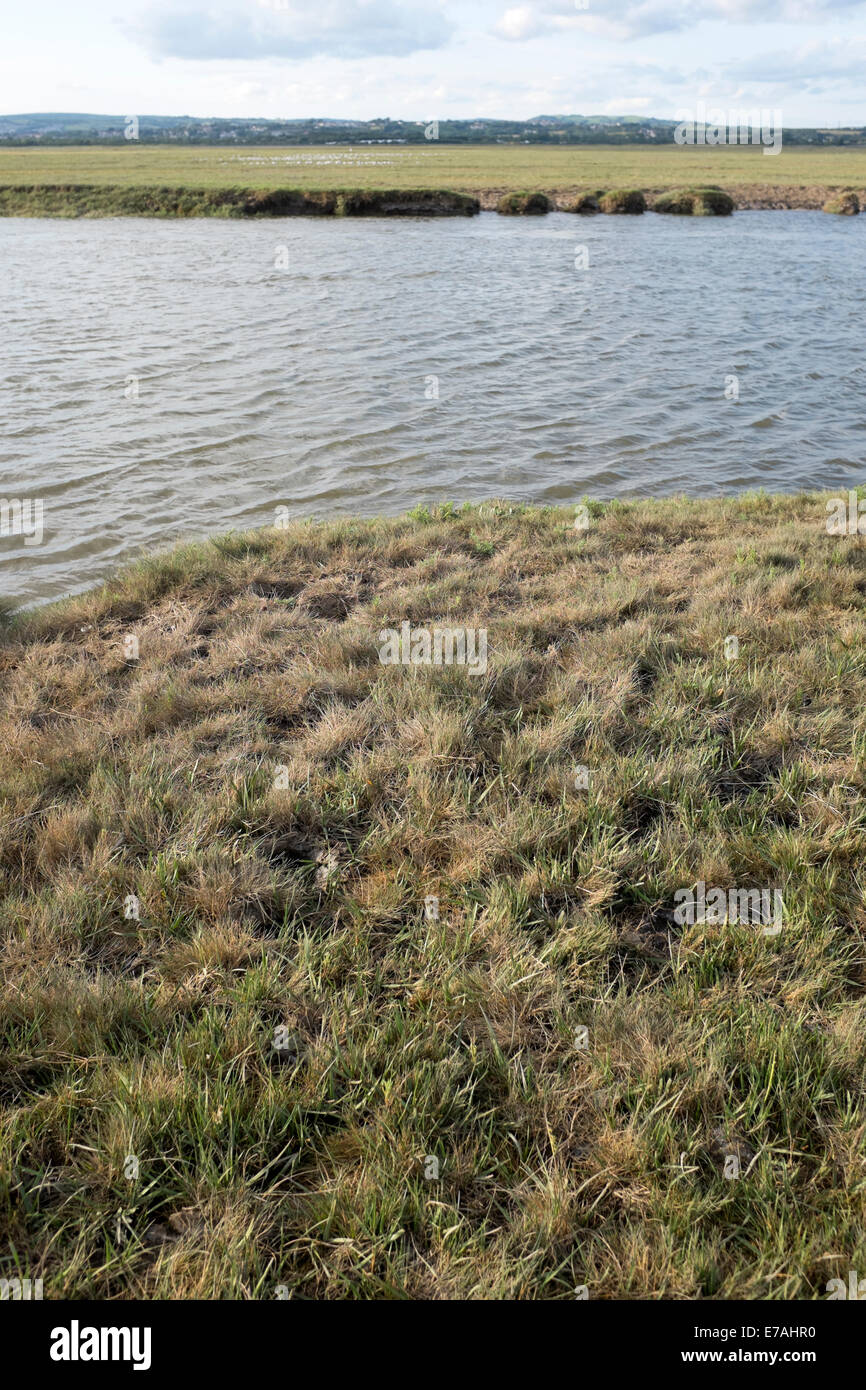 Marshland Heather Water Boggy Bog Land Wild Windy Stock Photo