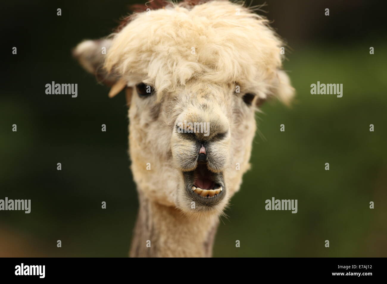 Portrait of an Alpaca Stock Photo