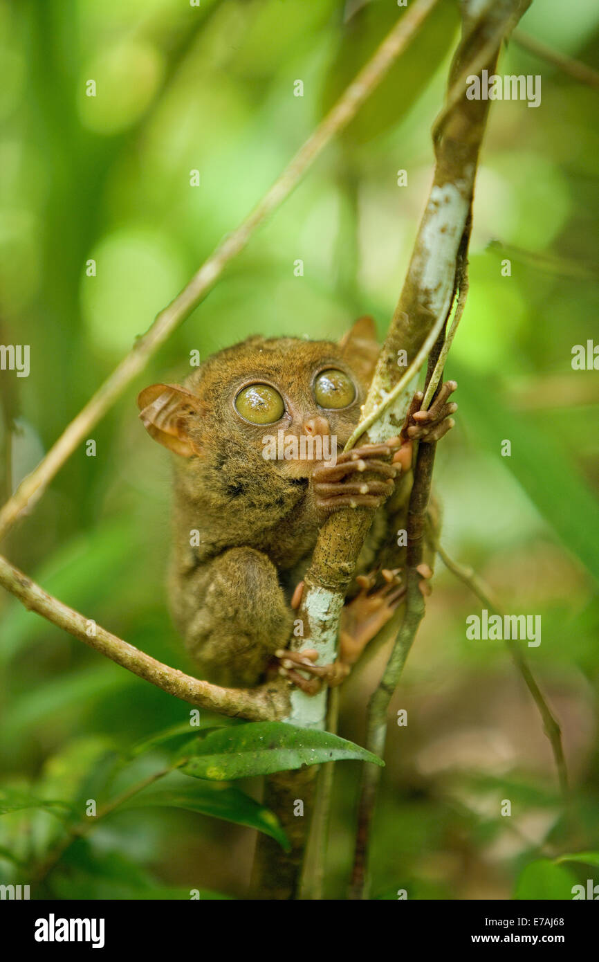 Tarsier clinging to a tree Stock Photo - Alamy
