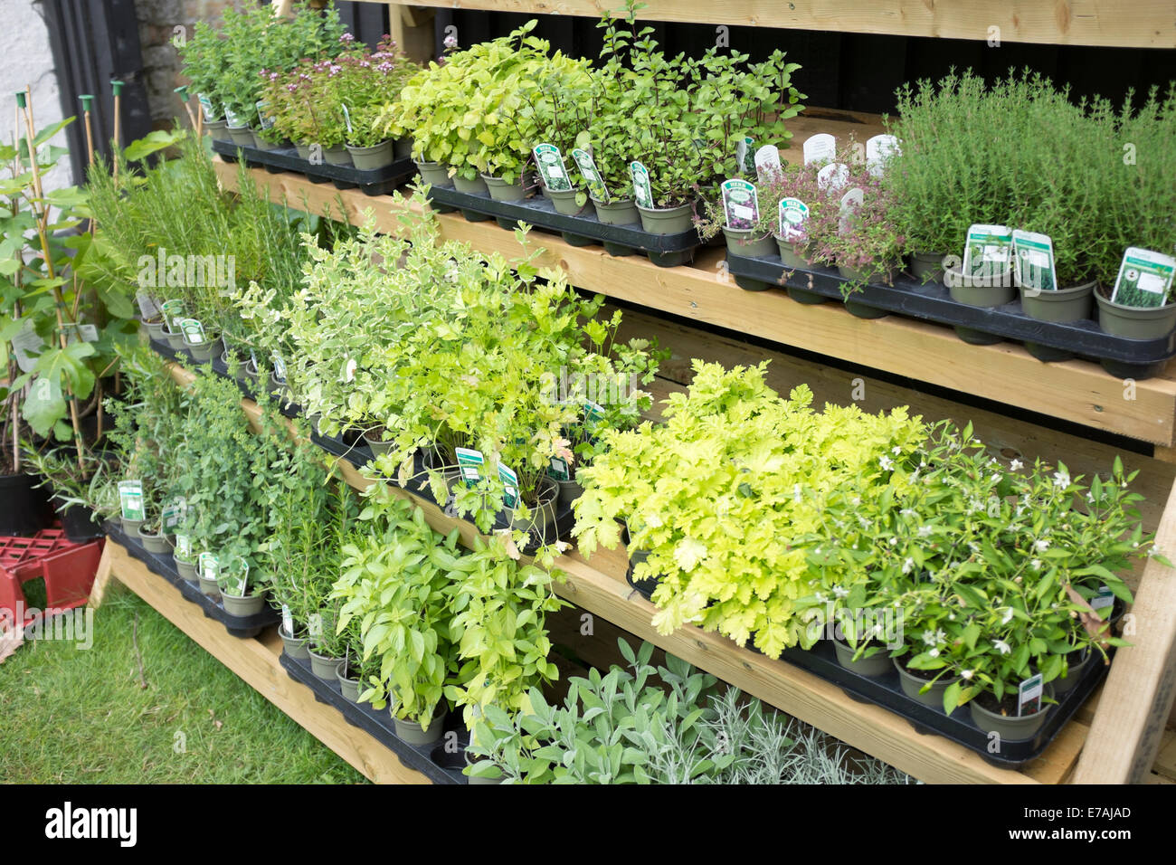 Herbs in Pots Potted For Sale Herbery Herb Seasoning Stock Photo