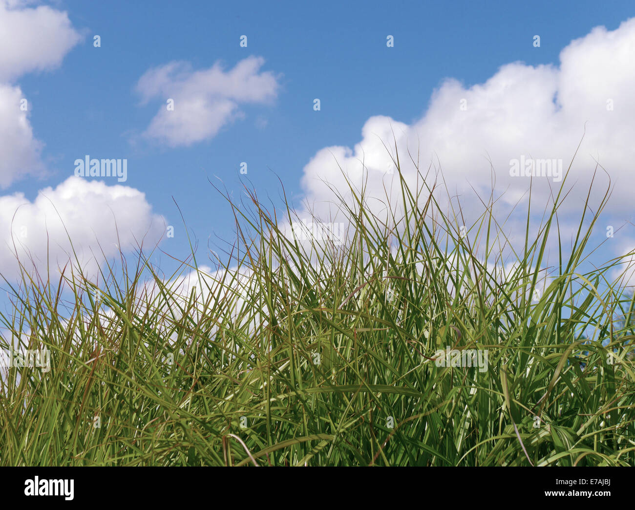 Closeup of rough grass with cloudy blue sky in background Stock Photo